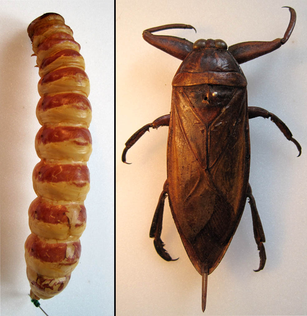 Insects_as_Food