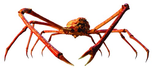 Spider_Crab_MM